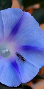 Macro,Insect,Morning Glory,Ipomoea Violacea,Flower