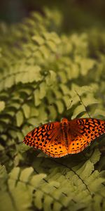 Macro,Insect,Mother Of Pearl Euphrosine,Pearling Euphrosin,Plant,Butterfly,Fern