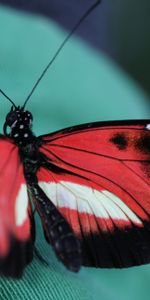 Macro,Insect,Patterns,Butterfly