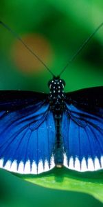 Macro,Insect,Patterns,Wings,Butterfly