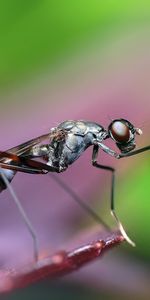 Pattes,Macro,Insecte