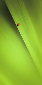 Macro,Insect,Sheet,Leaf