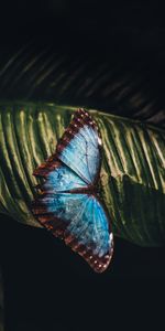 Macro,Insect,Sheet,Leaf,Butterfly