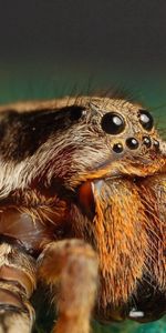 Macro,Insect,Spider,Fur,Paw,Lapu,Fuzz,Eyes,Fluff