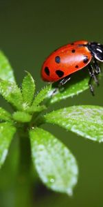 Macro,Insect,Spots,Ladybird,Ladybug,Grass,Stains