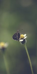 Tige,Macro,Insecte,Papillon