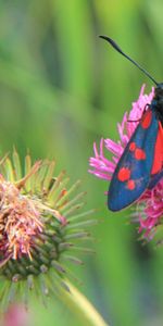 Macro,Insect,Stem,Stalk,Flower,Wings