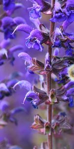 Macro,Insect,Striped,Flower,Bumblebee,Plant