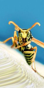 Macro,Insect,Stripes,Strips,Wasp,Wings