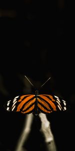 Macro,Insect,Wings,Butterfly