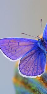 Macro,Insect,Wings,Butterfly