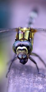 Macro,Insecto,Ojos,Superficie,Alas