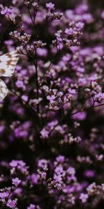 Macro,Insect,Wings,Flowers,Lilac,Butterfly