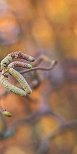 Macro,Rama,Primavera,Riñón,Riñones,Planta