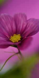 Macro,Kosmeya,Cosmos,Violet,Plant,Flower,Purple