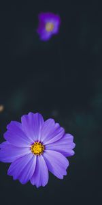 Kosmeya,Lisse,Cosmos,Flou,Lilas,Fleur,Macro,Fleurs