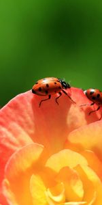 Coccinelle,Grimper,Montée,Fleur,Pétales,Macro