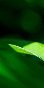 Macro,Ladybug,Ladybird,Plant,Sheet,Leaf