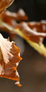 Macro,Leaf,Branch,Dry,Sheet