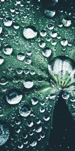 Macro,Leaf,Dew,Drops,Close Up,Sheet