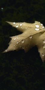 Drops,Macro,Hoja,Sábana,Arce,Otoño