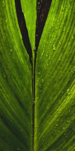 Macro,Leaf,Stripes,Drops,Sheet,Streaks