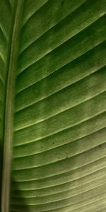 Macro,Leaf,Stripes,Sheet,Streaks,Veins