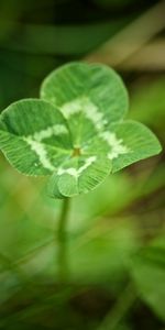 Feuilles,Macro,Trèfle