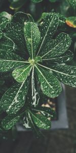 Macro,Leaves,Drops,Plant,Bonsai