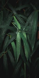 Planter,Mouiller,Mouillé,Feuilles,Macro,Plante,Drops