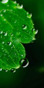 Macro,Leaves,Drops,Surface,Carved,Background