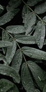 Feuilles,Mouiller,Mouillé,Drops,Macro