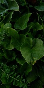 Macro,Leaves,Drops,Wet,Plants