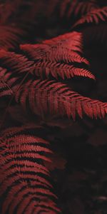 Macro,Leaves,Fern