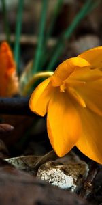 Hojas,Flor,Macro