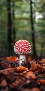 Macro,Leaves,Fly Agaric,Mushroom