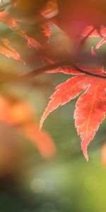 Macro,Leaves,Focus,Maple,Nature