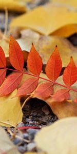 Macro,Leaves,Leaflet,Autumn