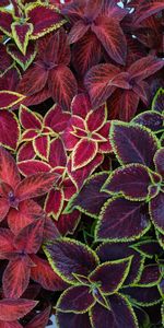 Macro,Leaves,Motley,Surface,Multicolored,Plants