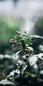 Macro,Leaves,Plant,Branch