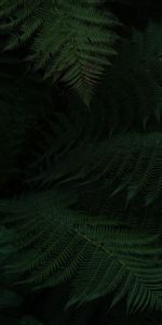 Macro,Leaves,Plant,Dark,Fern