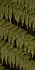 Macro,Leaves,Plant,Fern