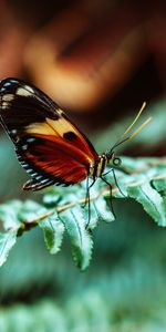 Planter,Macro,Fougère,Feuilles,Plante,Papillon