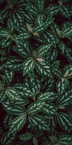 Macro,Leaves,Plants