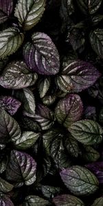 Macro,Leaves,Violet,Plant,Purple