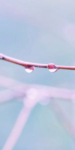 Macro,Light,Branch,Light Coloured,Drop