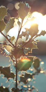 Macro,Light,Bright,Blur,Smooth,Glare,Shine,Branch,Leaves