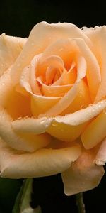 Macro,Light,Bud,Light Coloured,Tender,Rose,Rose Flower