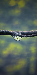 Briller,Branche,Une Goutte,Goutte,Rosée,Lumière,Macro