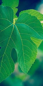 Macro,Light,Form,Light Coloured,Leaves,Bright